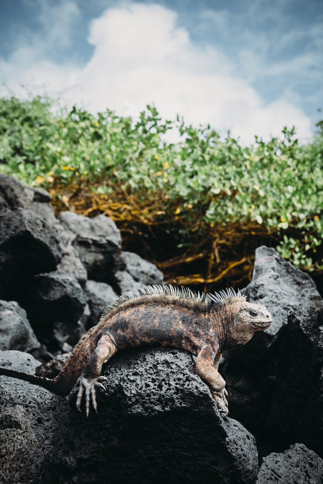 加拉帕戈斯岛的鬣蜥在岩石上