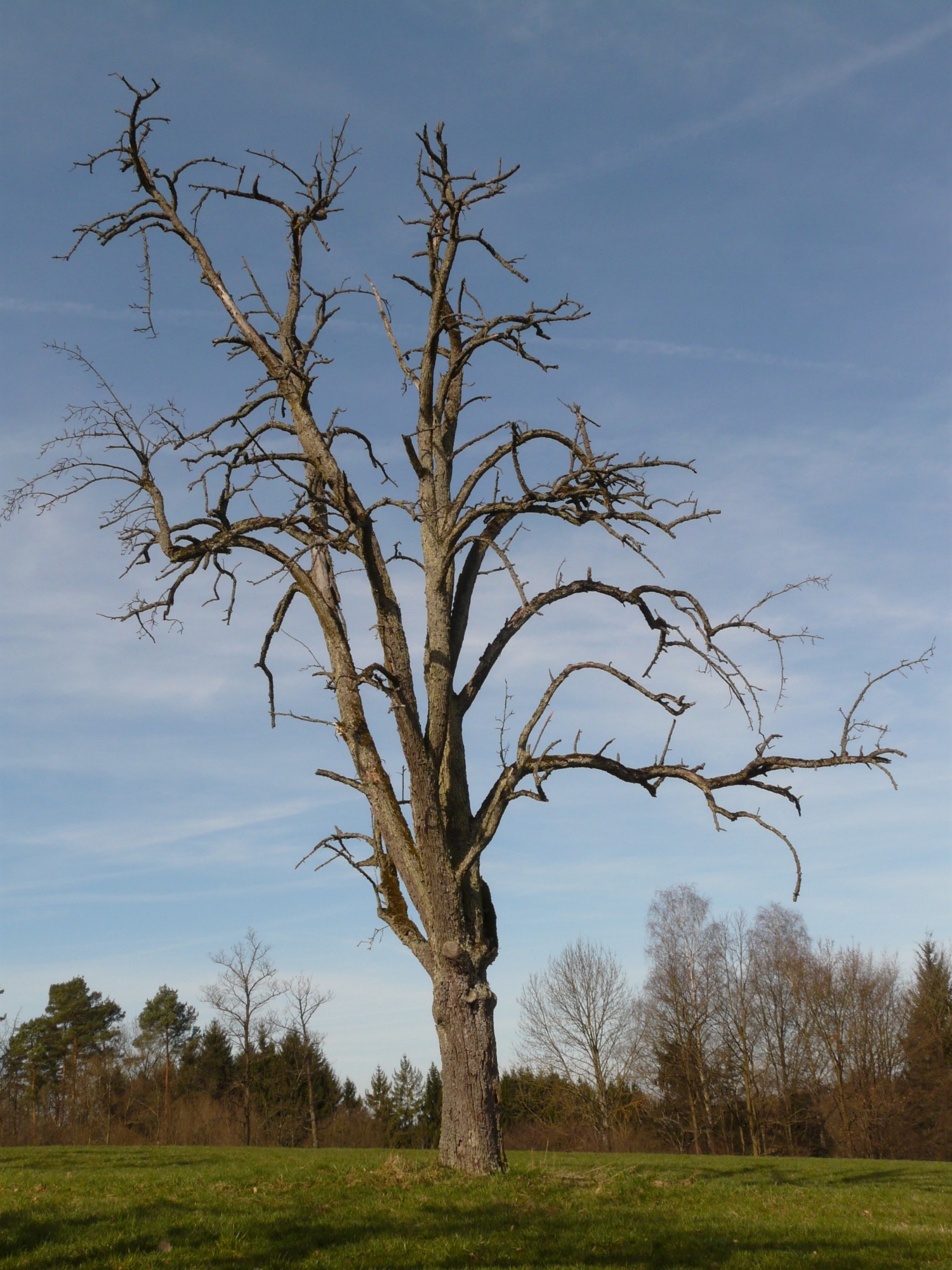 dying tree in field